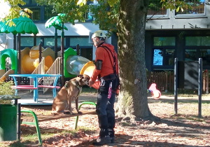Sparta - pies poszukujący ludzi.