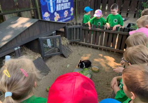 mini zoo