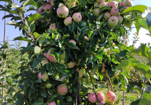Jabłoń w sadzie owocowym
