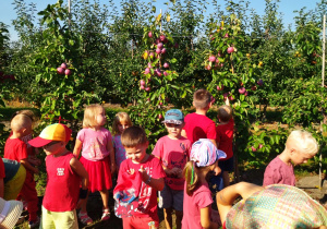dzieci oglądają jabłonie