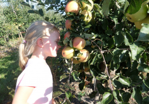 Julia sprawdza jak pachną jabłka