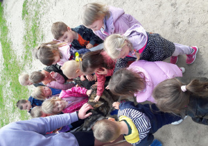 Głaszczemy pieska