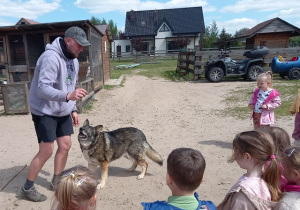 Spotkanie z wytresowanym "wilczkiem"