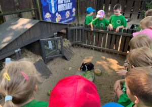 mini zoo