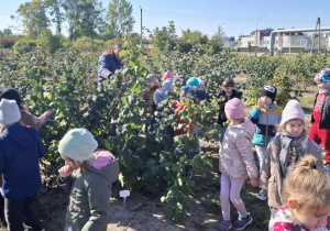dzieci oglądają krzewy i degustują maliny