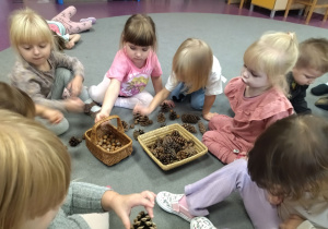 segregowanie szyszek i orzechów