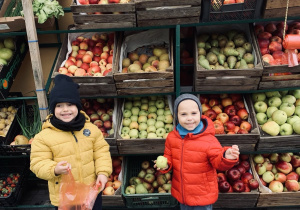 Chłopcy wybierają jabłka