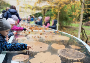 Poszerzamy wiedzę o drzewach 2