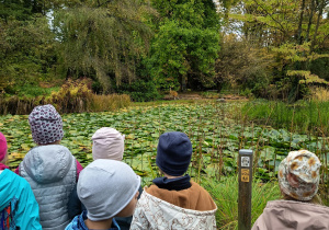 Obserwacje nad stawem