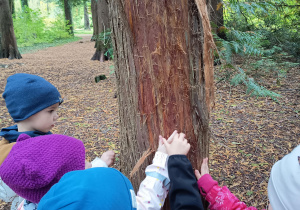 Dzieci oglądają korę drzewa