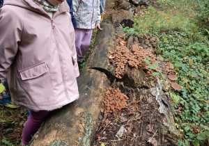 Obserwacje przyrodnicze