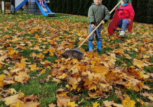 Piotr grabi liście