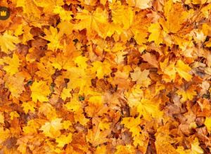 Jesienne chwile wśród drzew.