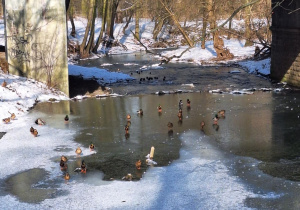 Kaczki w parku