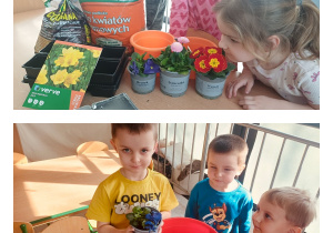 Przesadzanie kwiatów