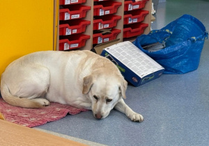 Zuma spokojnie odpoczywa