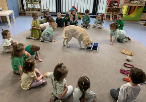 Zuma szuka ukrytych przysmaków.