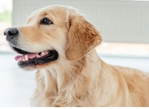 Dogoterapia u Wilczków