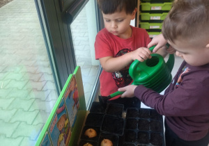 chłopcy podlewają doniczki