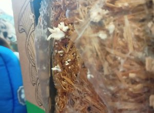 Projekt "Co z tego wyrośnie?" cz.I