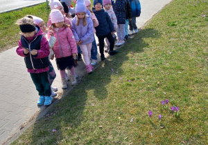 W pobliżu przedszkola rośnie dużo krokusów.