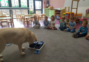 pies znajduje ukryte przysmaki