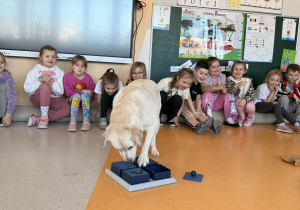 Zuma szuka smakołyków