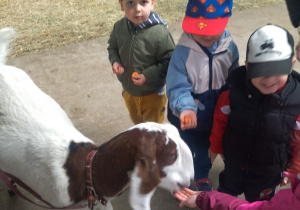 karmienie kozy