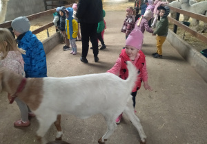 Stefcia i koza