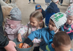 Niedźwiadki karmią zwierzęta