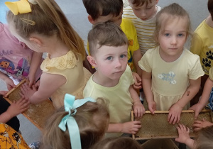 Zabawa sensoryczna z plastrem z ula.