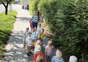 Liski na spacerze