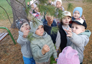 Dzieci dotykają igieł sosny