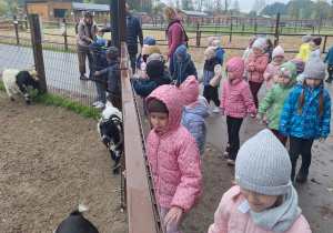 Sarenki podziwiają wesołe kózki.