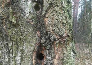 Kto zamieszka w tym drzewie?