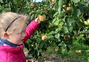 Amelka porównuje wielkość jabłka do swojej dłoni.