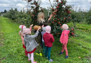 oglądamy jabłka w sadzie