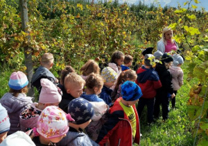 Dzieci oglądają krzewy winorośli.